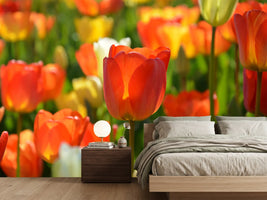 photo-wallpaper-close-up-tulip-field