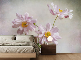 photo-wallpaper-anemones