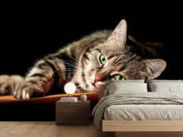 photo-wallpaper-relaxed-cat