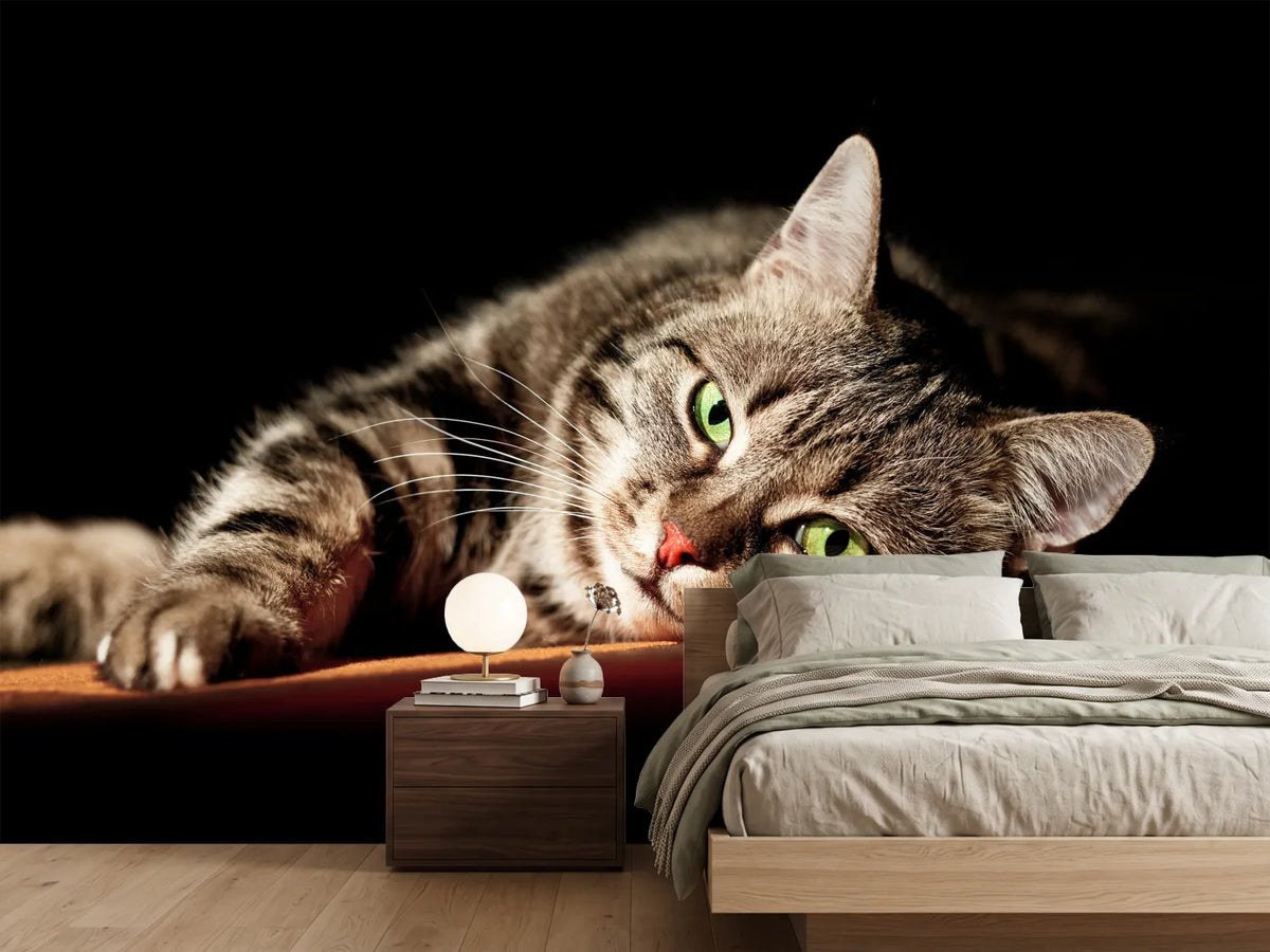 photo-wallpaper-relaxed-cat