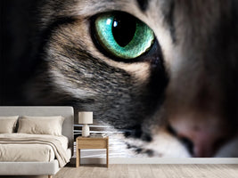 photo-wallpaper-cat-eye-macro-closeup-animal