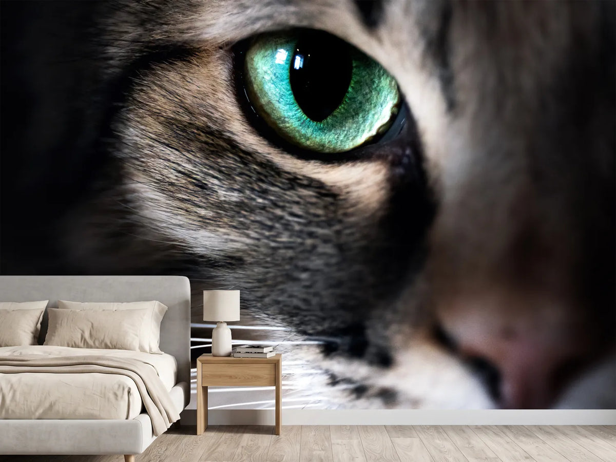 photo-wallpaper-cat-eye-macro-closeup-animal