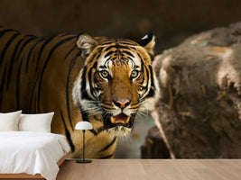 photo-wallpaper-sibirian-tiger