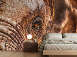photo-wallpaper-the-look-of-the-elephant