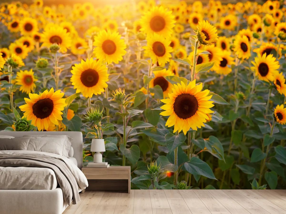 photo-wallpaper-sunflower-field