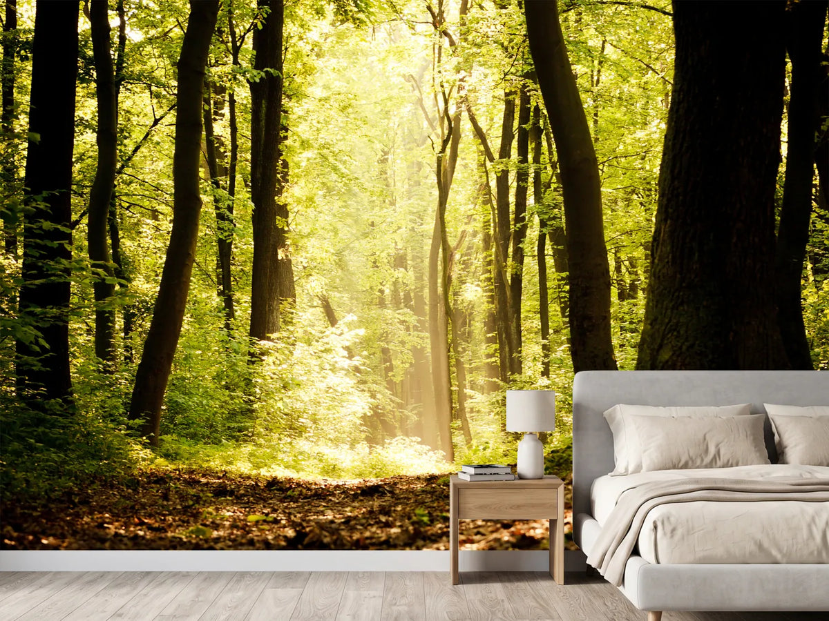 photo-wallpaper-sunrise-in-the-forest