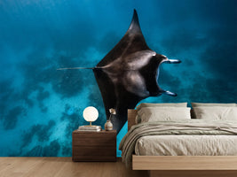 photo-wallpaper-manta-fly