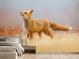photo-wallpaper-red-fox-in-golden-grass-gazing-upward-into-soft-light
