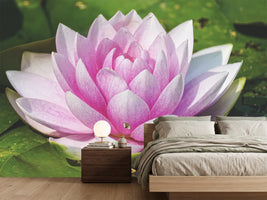 photo-wallpaper-water-lily-in-pink