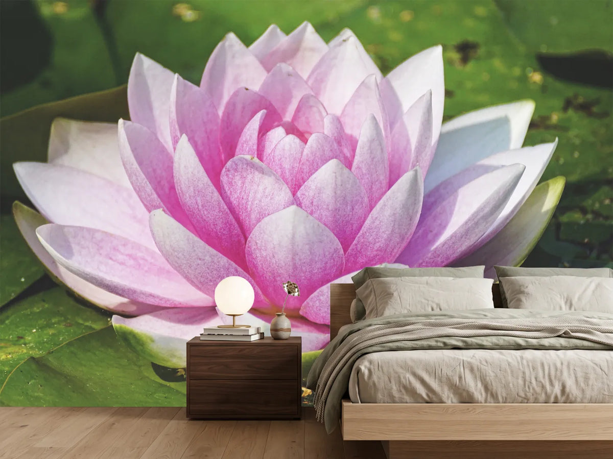 photo-wallpaper-water-lily-in-pink