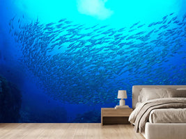 photo-wallpaper-fish-world