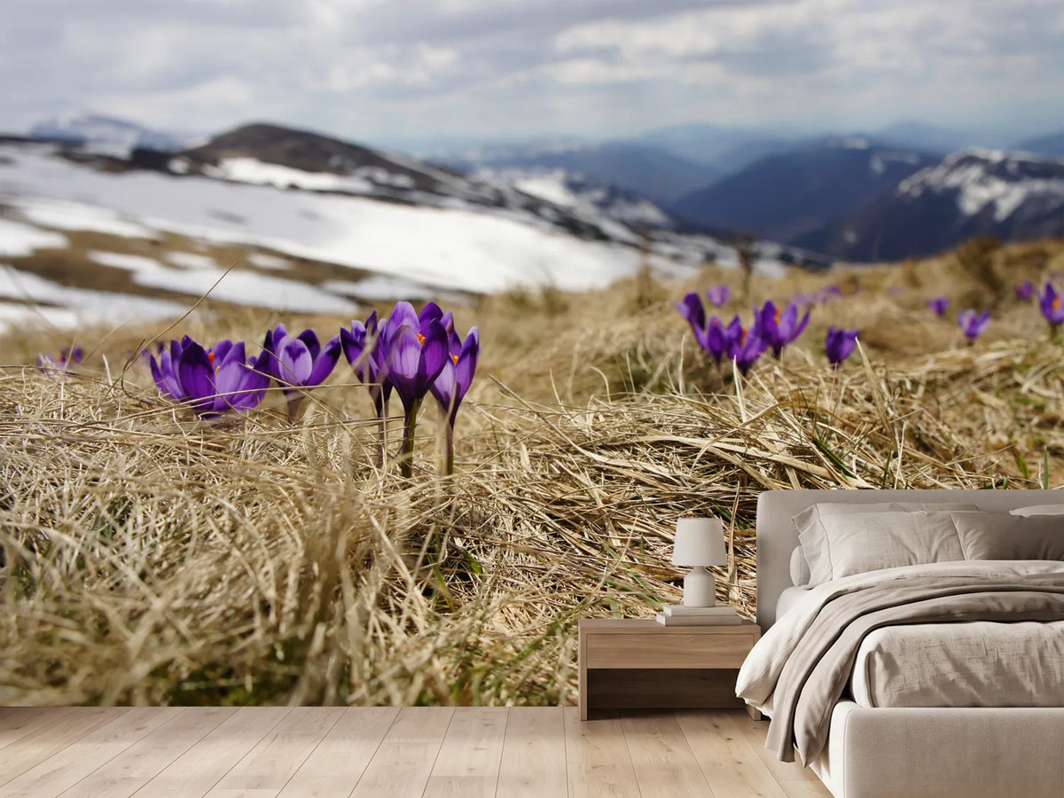 photo-wallpaper-purple-crocus