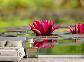 photo-wallpaper-red-water-lily-duo