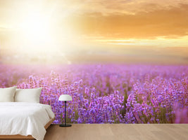 photo-wallpaper-sunset-in-lavender-field