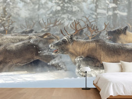 photo-wallpaper-running-reindeer-herd