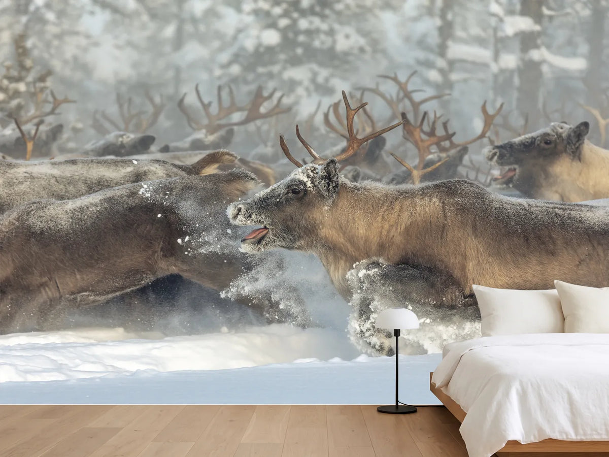 photo-wallpaper-running-reindeer-herd