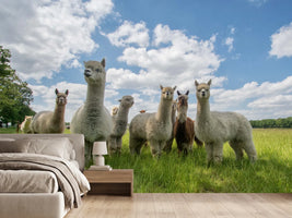 photo-wallpaper-curious-alpacas-in-field