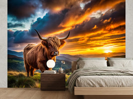 photo-wallpaper-highland-cow-on-a-green-hillside-under-a-blazing-sunset-sky