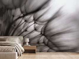 photo-wallpaper-dandelion-p
