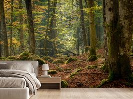 photo-wallpaper-sunrays-in-dark-forest