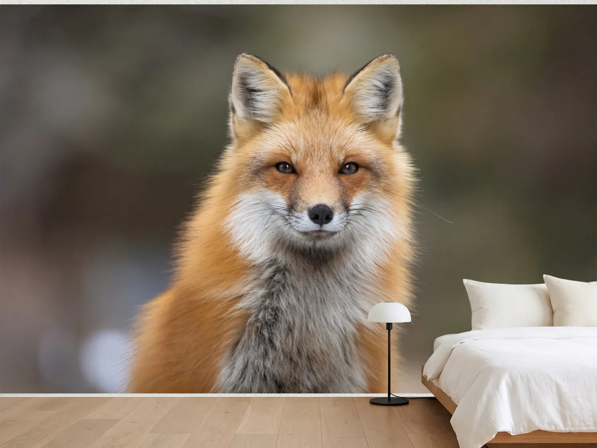 photo-wallpaper-red-fox-canada