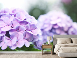 photo-wallpaper-hydrangeas