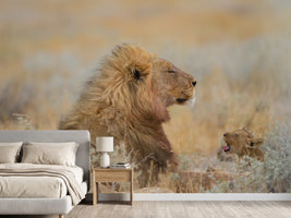 photo-wallpaper-sleeping-lion-yawning-cub