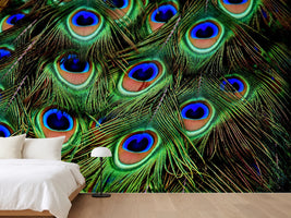 photo-wallpaper-peacock-feathers-xxl
