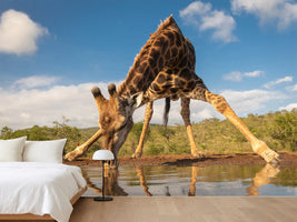 photo-wallpaper-southern-giraffe-drinking-water