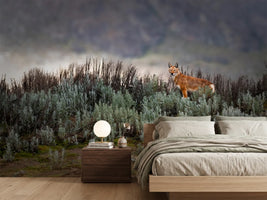 photo-wallpaper-ethiopian-wolf-x