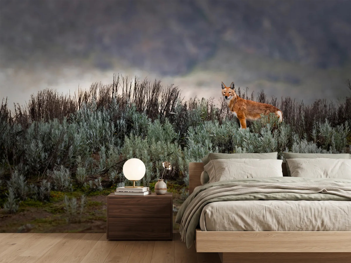 photo-wallpaper-ethiopian-wolf-x