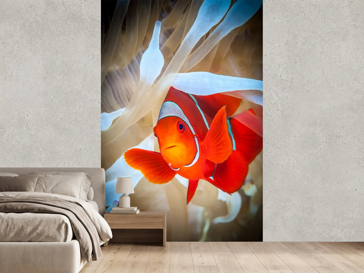 photo-wallpaper-clownfish-defends-his-white-anemone-x