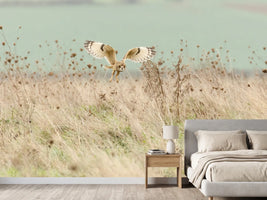 photo-wallpaper-hunting-short-eared-owl-x
