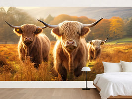 photo-wallpaper-highland-cows-on-the-pasture