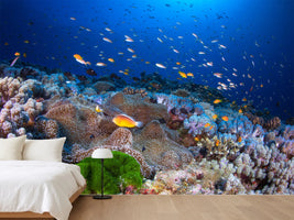 photo-wallpaper-anemon-and-anthias-x