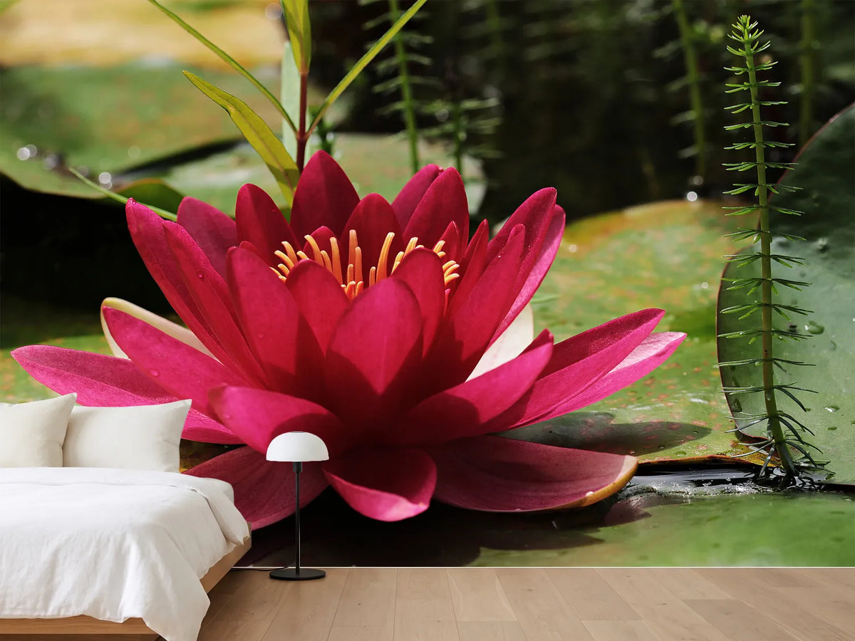 photo-wallpaper-water-lily-in-red