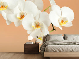photo-wallpaper-white-orchid-flowers