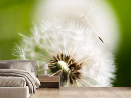 photo-wallpaper-blowball-dandelion