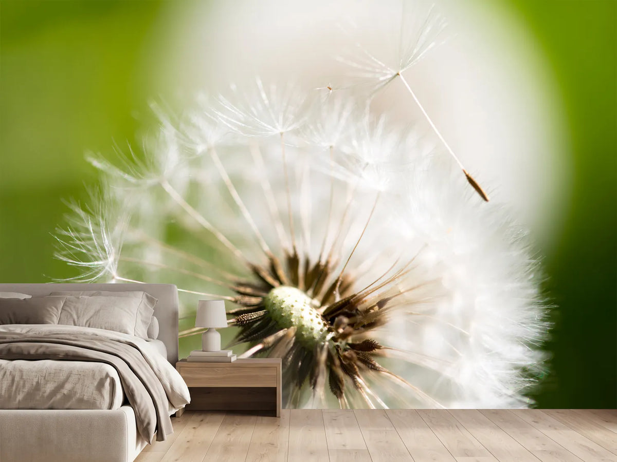 photo-wallpaper-blowball-dandelion