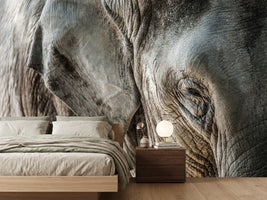 photo-wallpaper-close-up-elephant