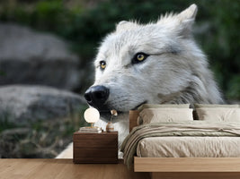 photo-wallpaper-the-lonely-wolf