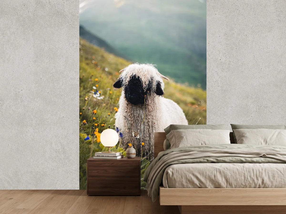 photo-wallpaper-schwarznasenschaf