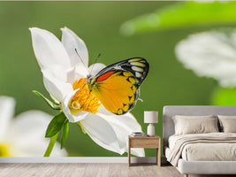 photo-wallpaper-tiger-butterfly-on-a-white-flower
