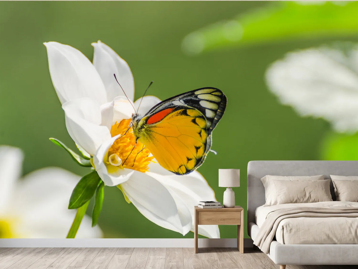 photo-wallpaper-tiger-butterfly-on-a-white-flower