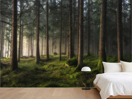 photo-wallpaper-misty-forest-glow
