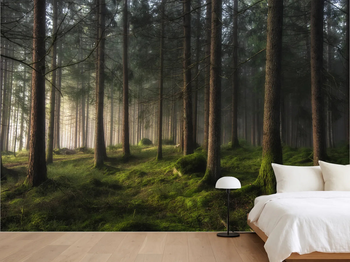 photo-wallpaper-misty-forest-glow