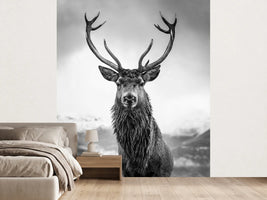 photo-wallpaper-monarch-of-the-glen