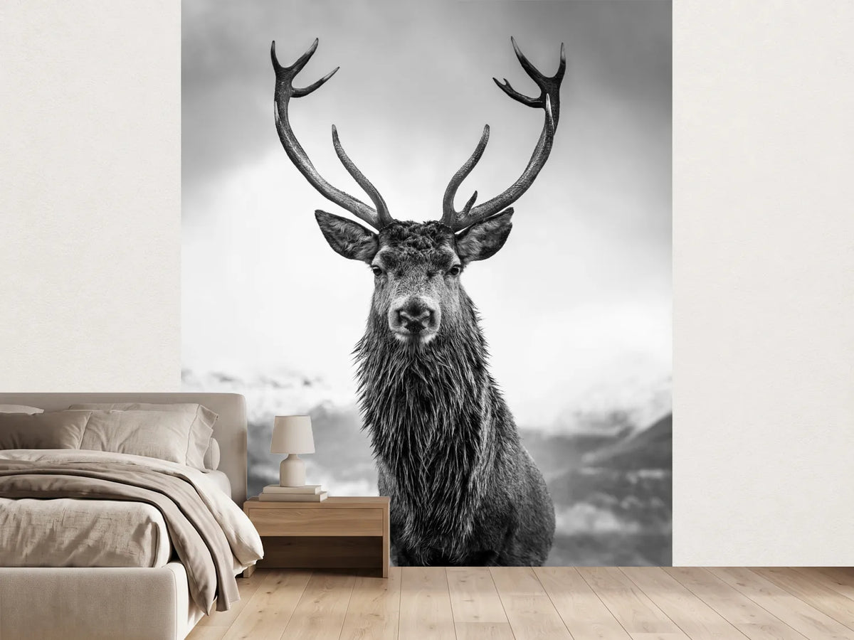 photo-wallpaper-monarch-of-the-glen