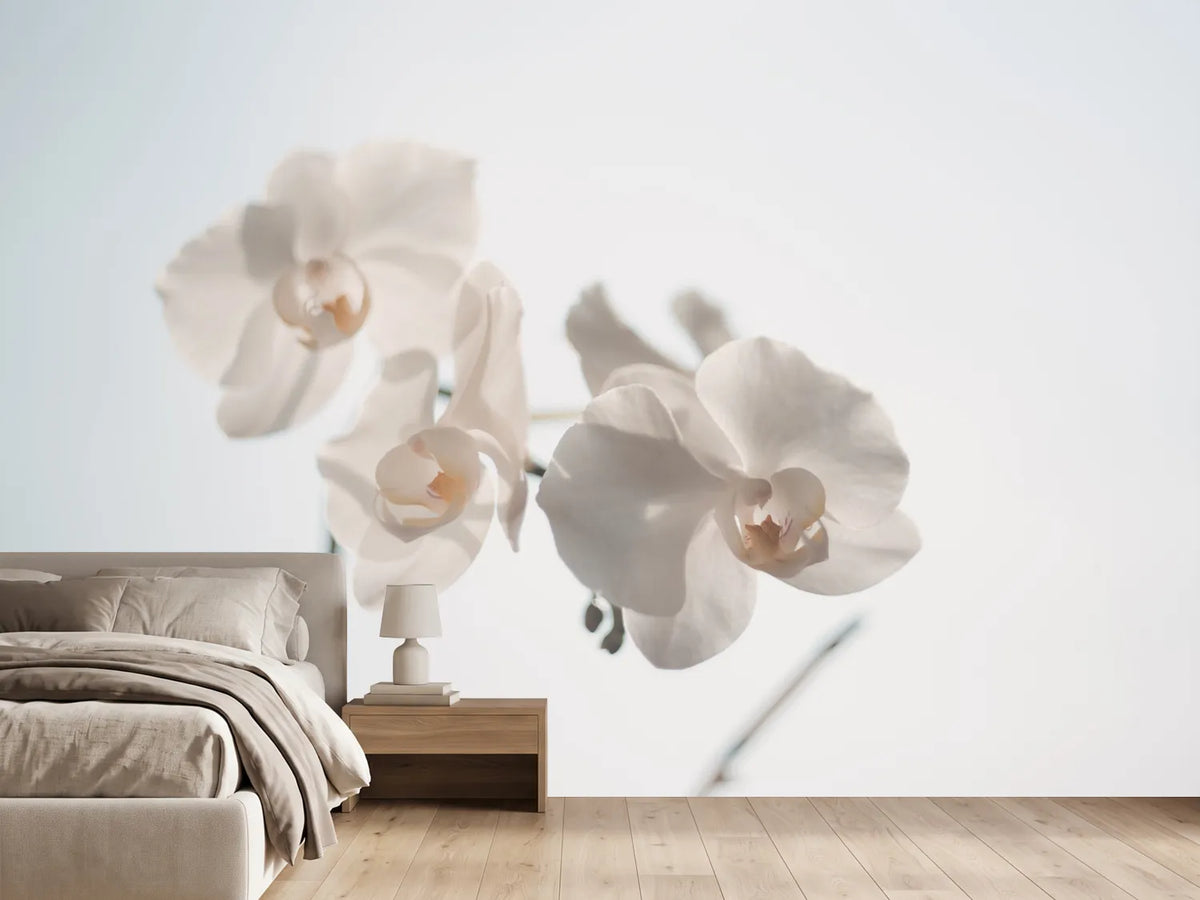 photo-wallpaper-graceful-orchids