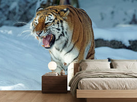 photo-wallpaper-tiger-in-the-snow